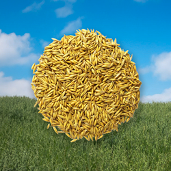 NATURA Goldhafer