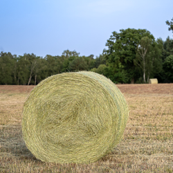 Wiesenheu